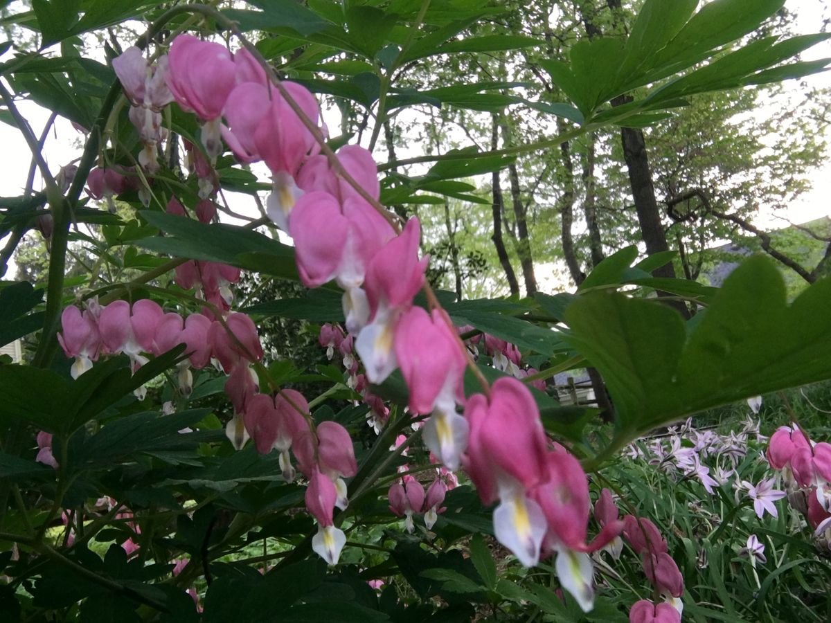 タイツリソウ、別名Bleeding Heart, 良く見ればそう見えるけれど、なんだか痛々しい。