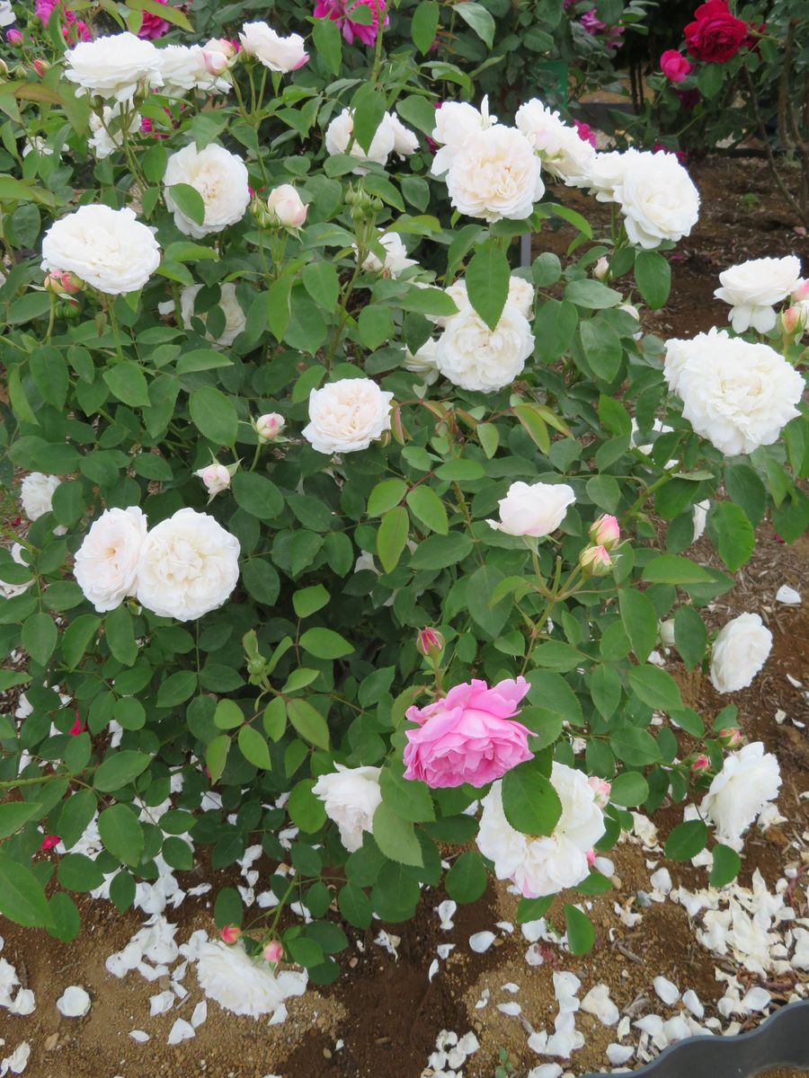 2019.5.19 ウィリアムアンドキャサリン １花だけピンクが咲いてる~！！！！枝替わりっ