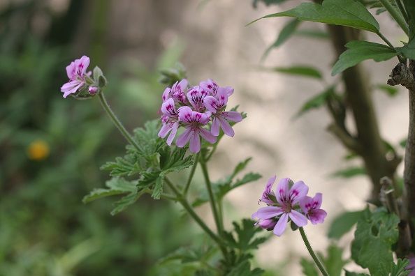 蚊嫌草(蚊連草)。 本当に蚊を寄せつけないのかは？？だけれど 香りがよく、癒されます