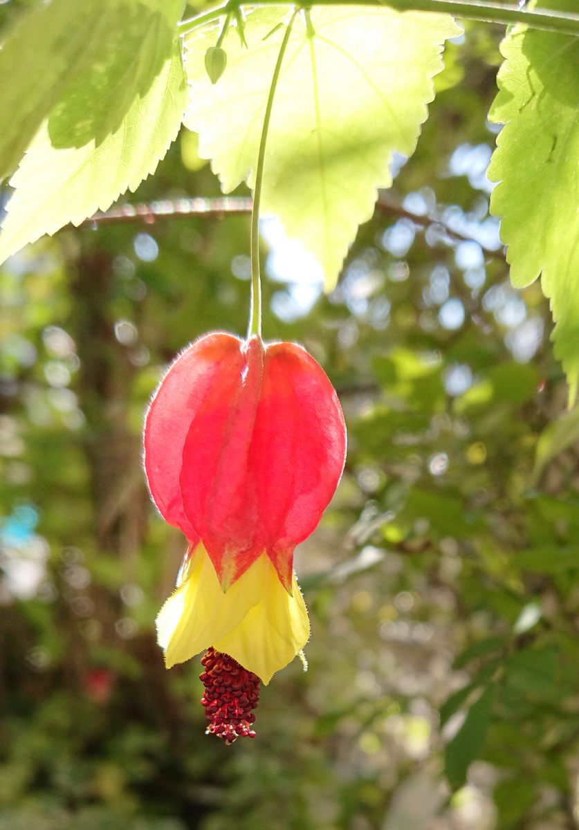 アブチロンの写真 by さとみさん 咲きたて❗花粉まで可愛らしい😆