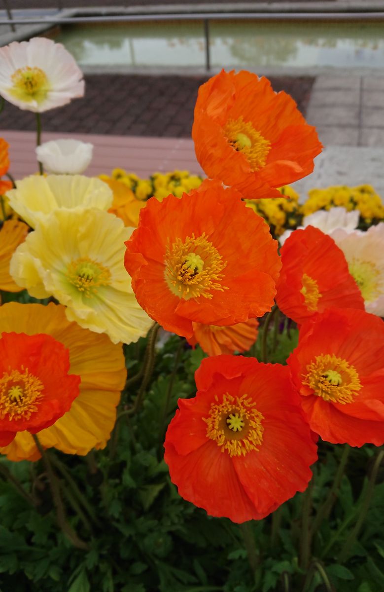 近くの公園にて、ポピー花盛り