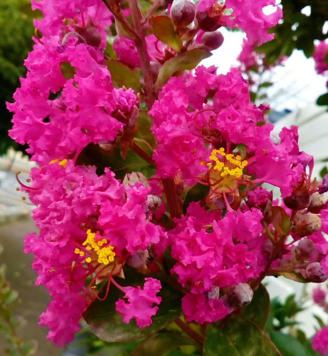 裏通りの道路沿いの角に咲いていた『サルスベリ』😊７月９日、雨上がりの朝に撮影  花
