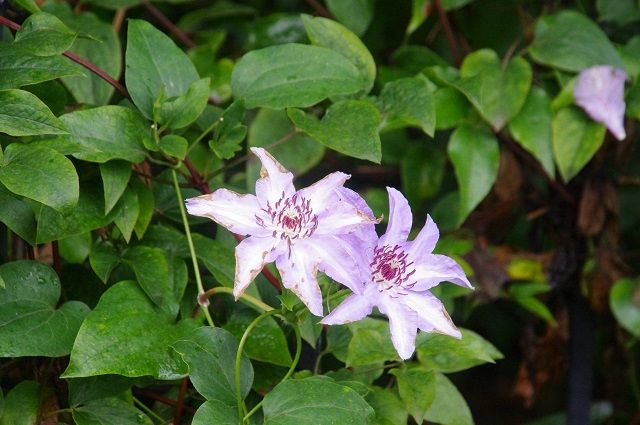 春の星です この株は数少ない株だそうです クレマチスの丘と茨城県の植物園とあと１か