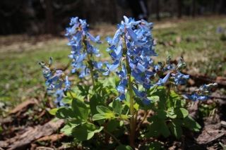 エゾエンゴサクの写真 by サクラババ 早春の花 食用にもできます。