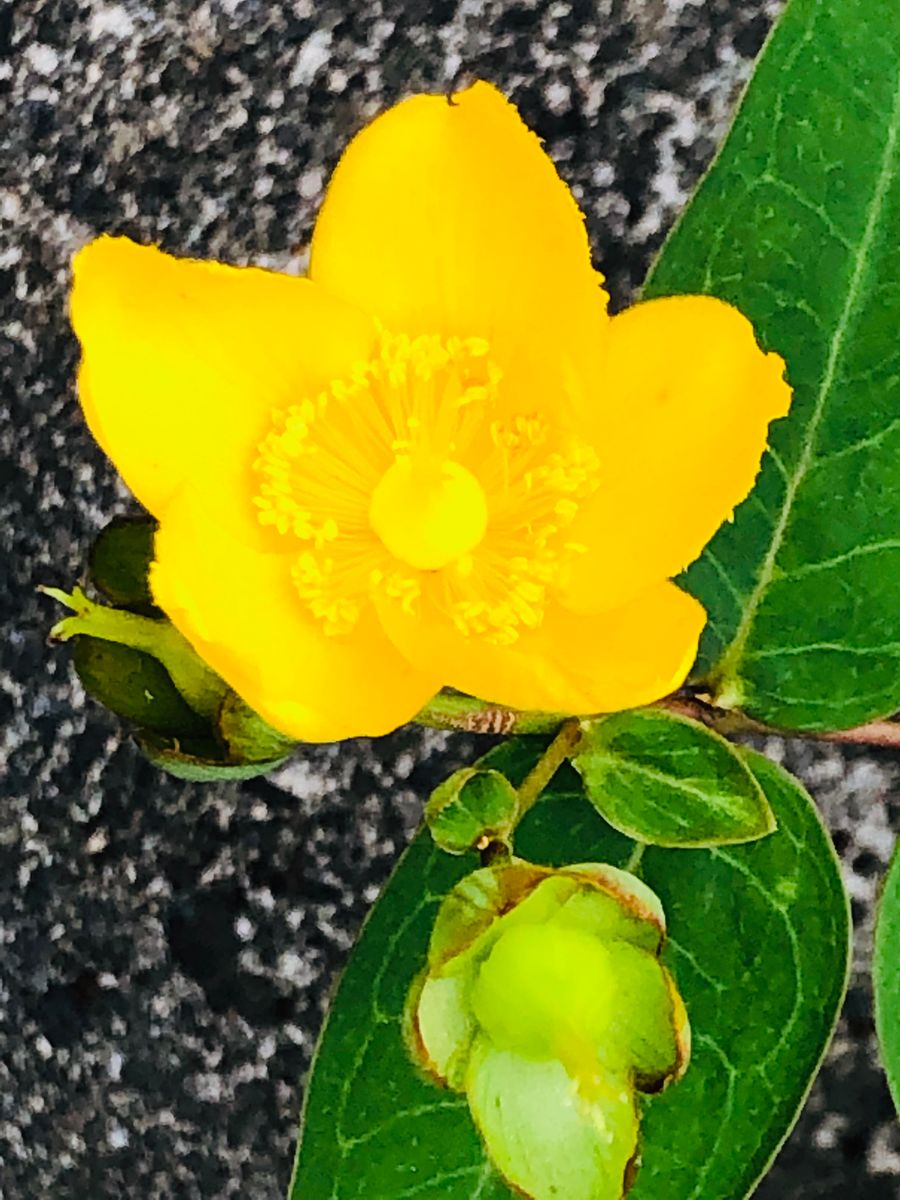 8/14 キンシバイ  # Hypericum patulum