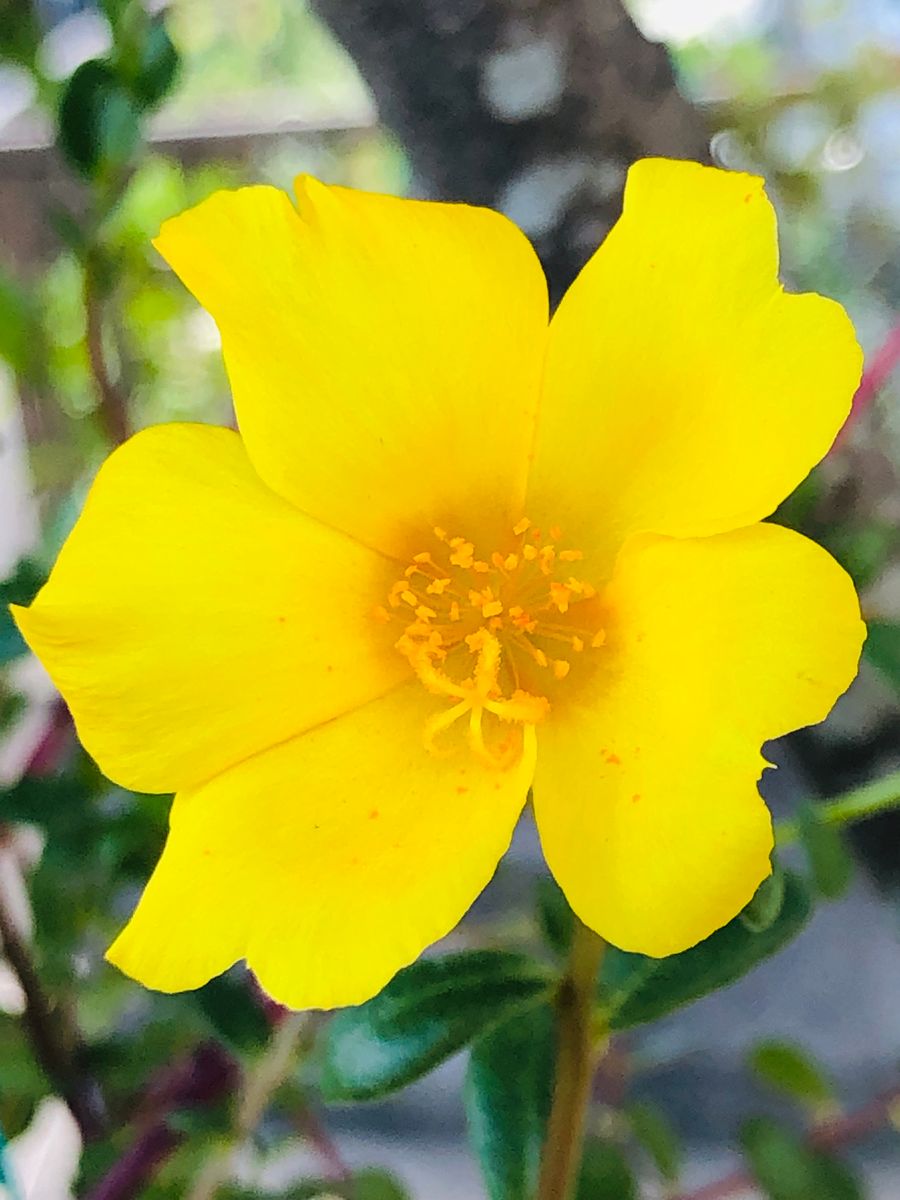 ポーチュラカの写真 by masaさん 9/12 ポーチュラカ・イエロー  # Portulaca