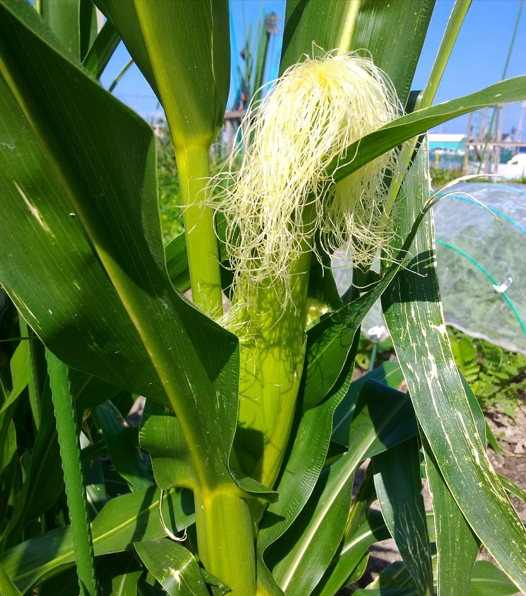 モチトウモロコシがきれいです🌽