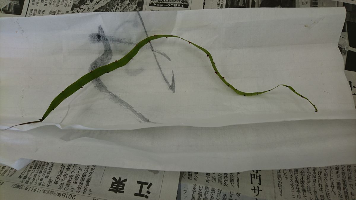 この植物、名前を知りたいのですが？ お友達から聞かれ、わからなかったです。 へんて