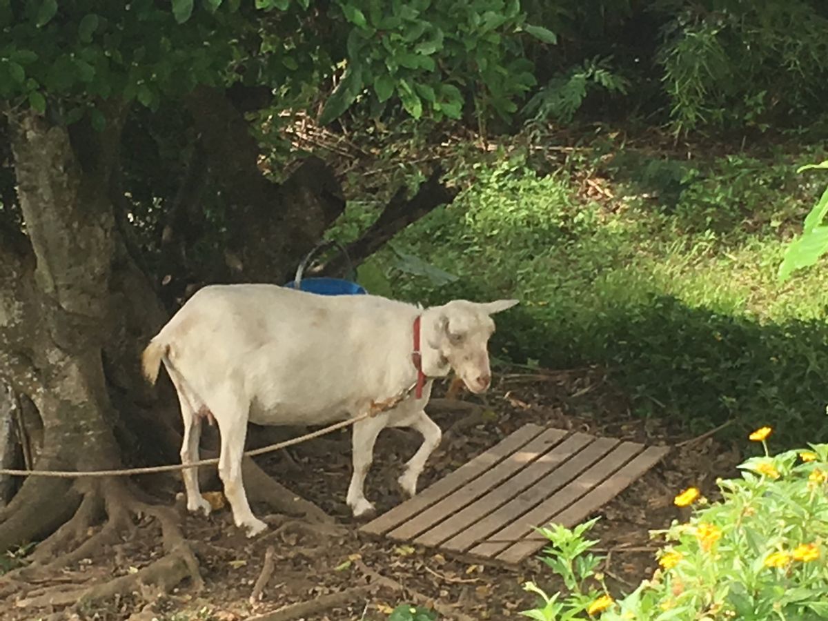 石垣島のかき氷屋さんで飼っている？山羊🐐さん