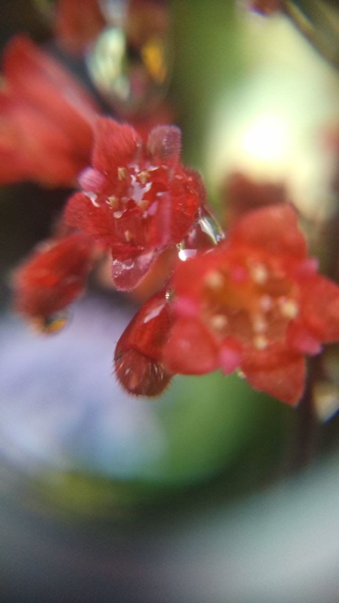 ヒューケラ シナバーシルバーのお花を、アップで🎵