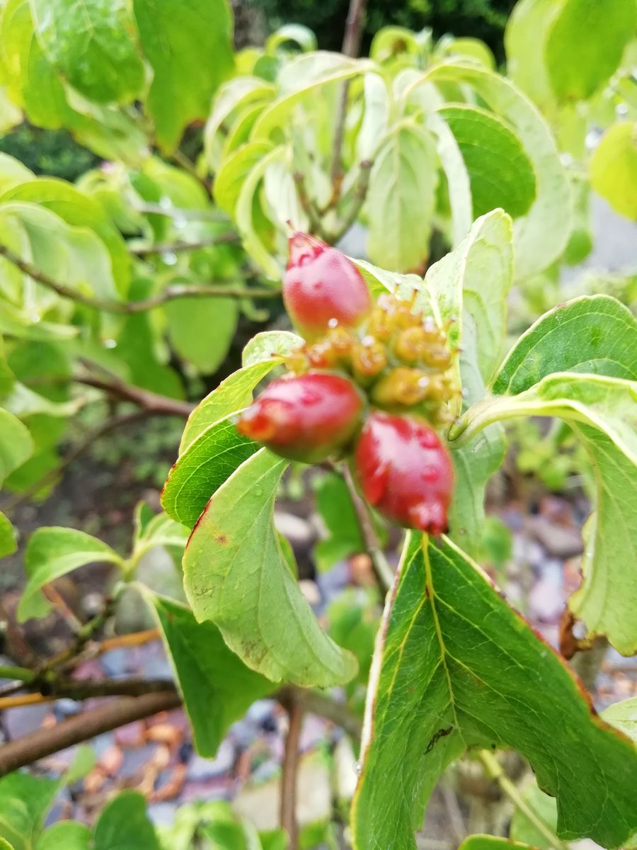 花水木ジュニアミスの赤い実