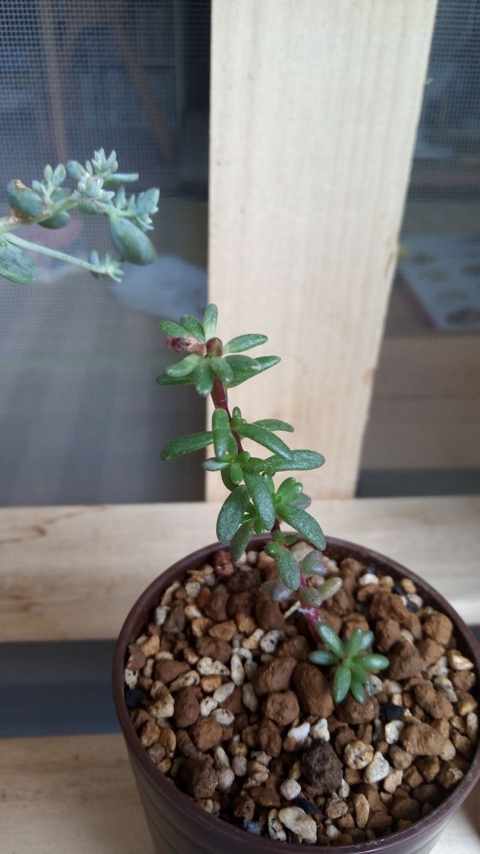 先日… 情熱的な濃いピンクの花🌸を咲かせてくれた子が、第二弾を準備しているようです💓