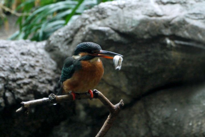 上野動物園で       日本の鳥より カワセミ 餌をゲット