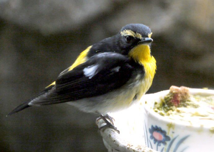 上野動物園で       日本の鳥より キビタキ