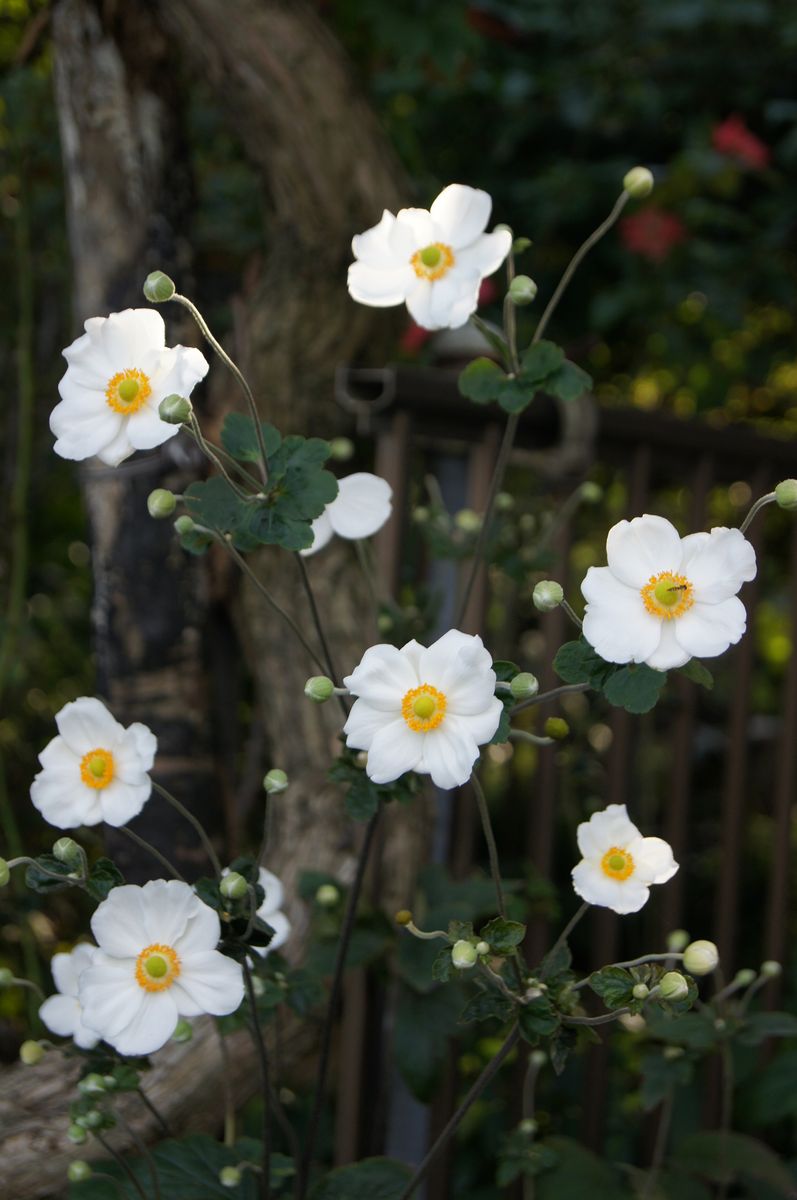 母の庭から・・・、しゅうめい菊。