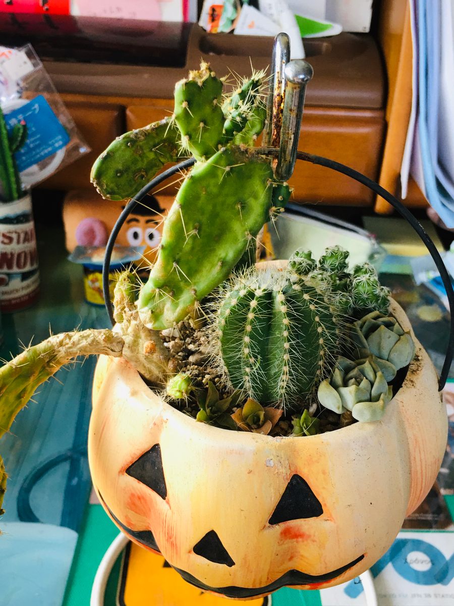 🎃の寄せ植え植え替えました