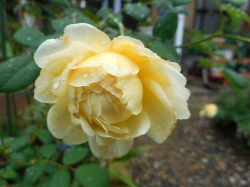 バラ（ブッシュ･ローズ）の写真 by 愛は花。 １０月１９日 クレア・オースチン