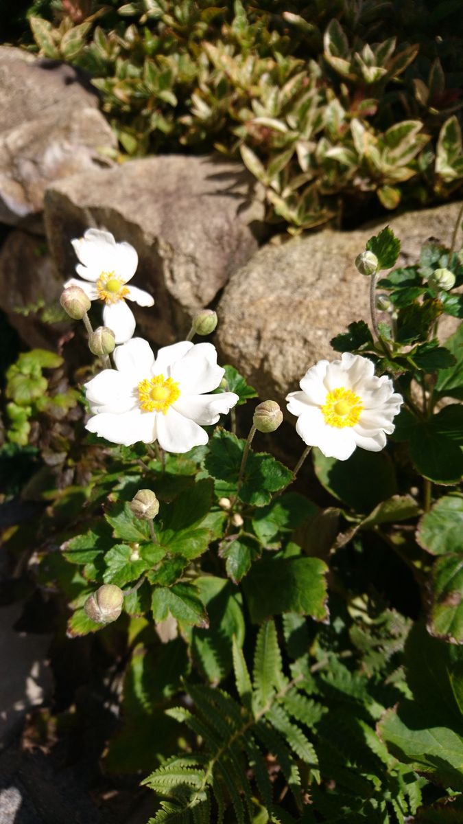 しゅうめい菊、漢字はどうだったかな？ 丸っこくてかわいいです😆