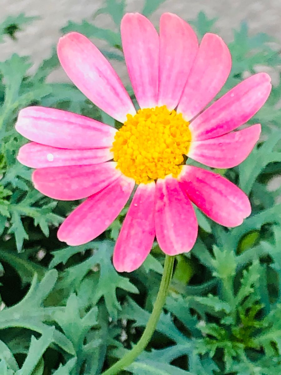 マーガレット・ストロベリーホイップ  # Argyranthemum frutescens