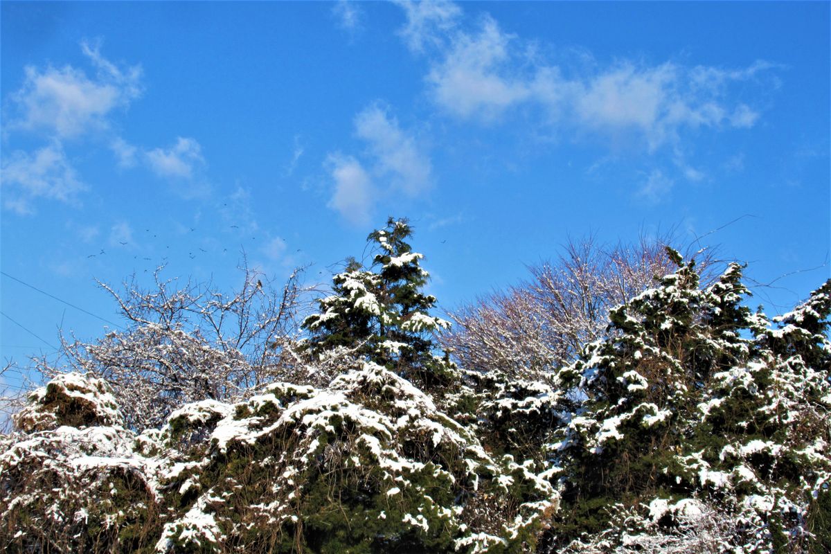 今朝の雪景色「５」