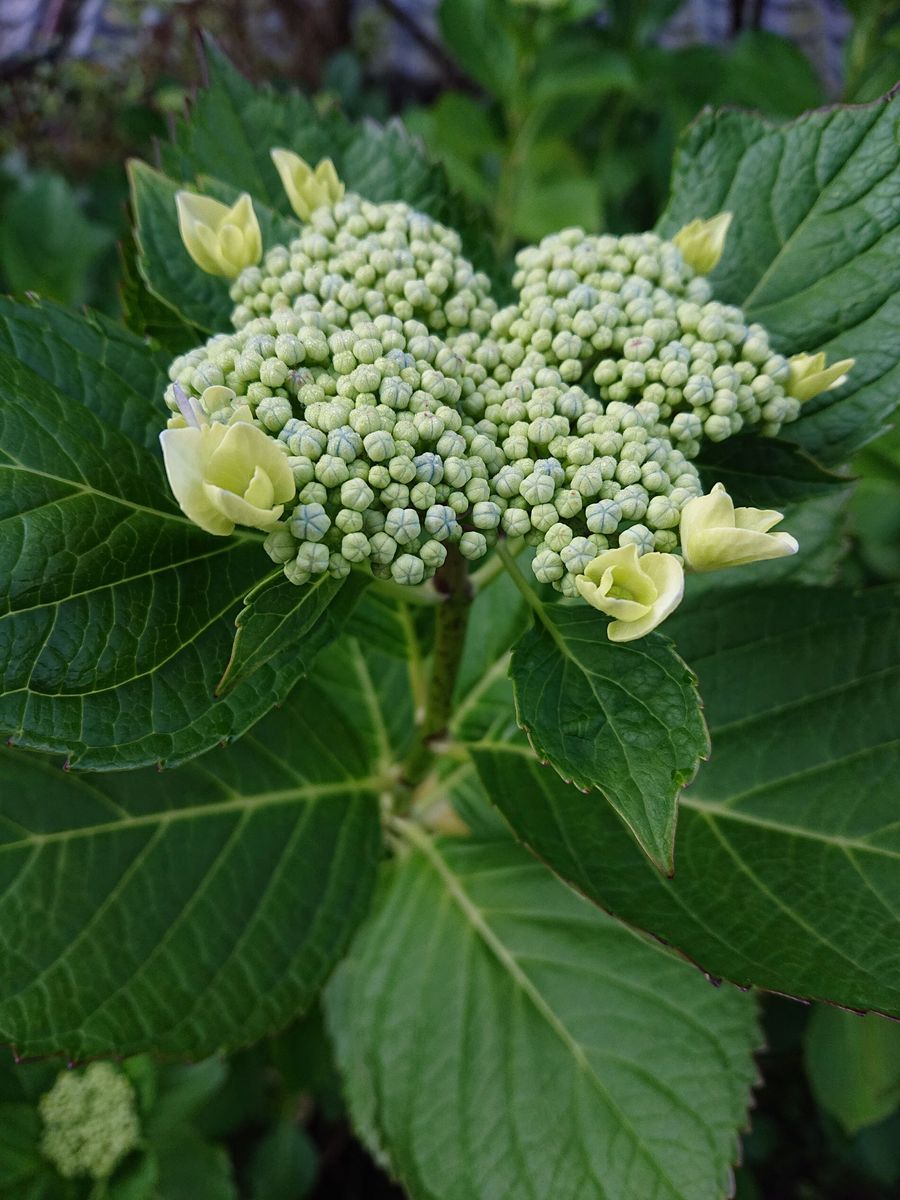 ガクアジサイです。  花友達の庭で咲いています。ユキノシタ科アジサイ属です。  (5月