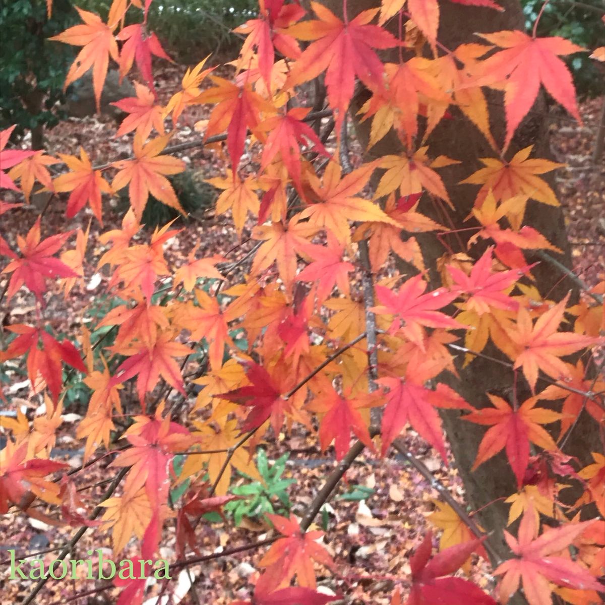 🍁イロハモミジの紅葉