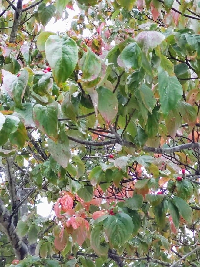 ハナミズキの写真 by みーば 赤い実ができ、所々葉が色づいてきました。