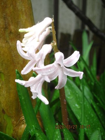 ヒアシンス（ヒヤシンス）の写真 by ビィ玉 地植えのヒヤシンス、華奢で野草の様です