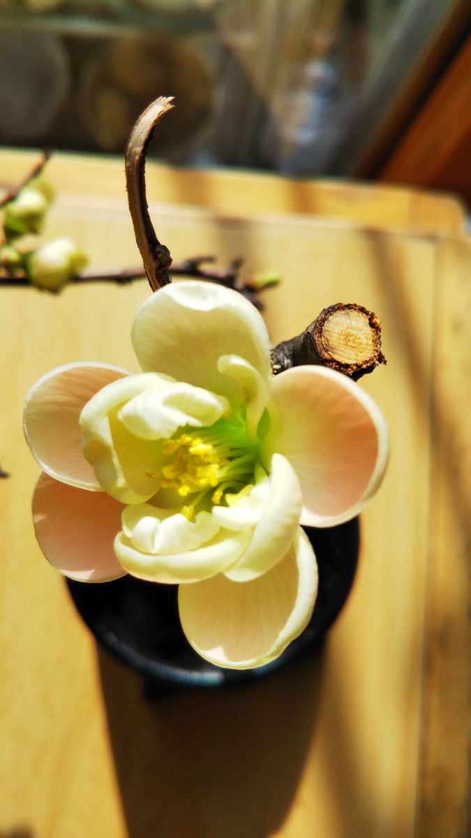 ボケ 剪定した枝の蕾が室内で開花 本来の色は濃いオレンジ