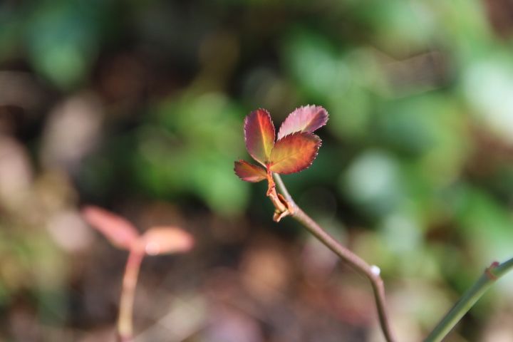 花友さんに頂いた 白いロサ・カニナ🌹 色づいた小さな葉っぱが かわいい🍂😊