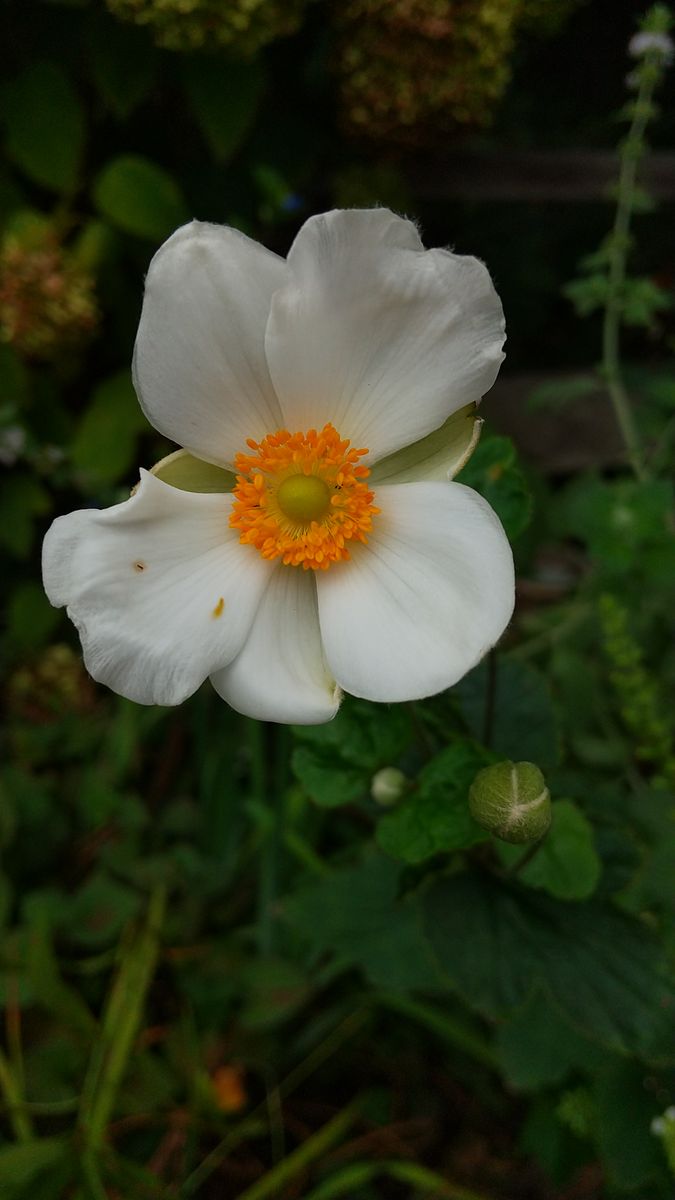 白い秋明菊、最初のお花が咲きました✨  ホントに美人さんなお花だな、としみじみ思っ