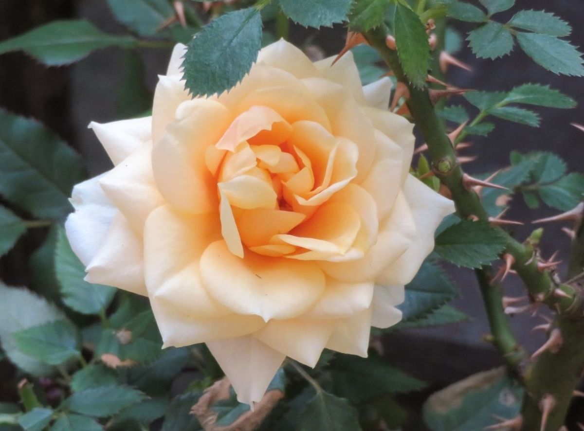 １⃣🌹黄色いミニバラの花拡大撮り...🔶清々しい朝を迎えて、きれいに咲いたバラの素顔