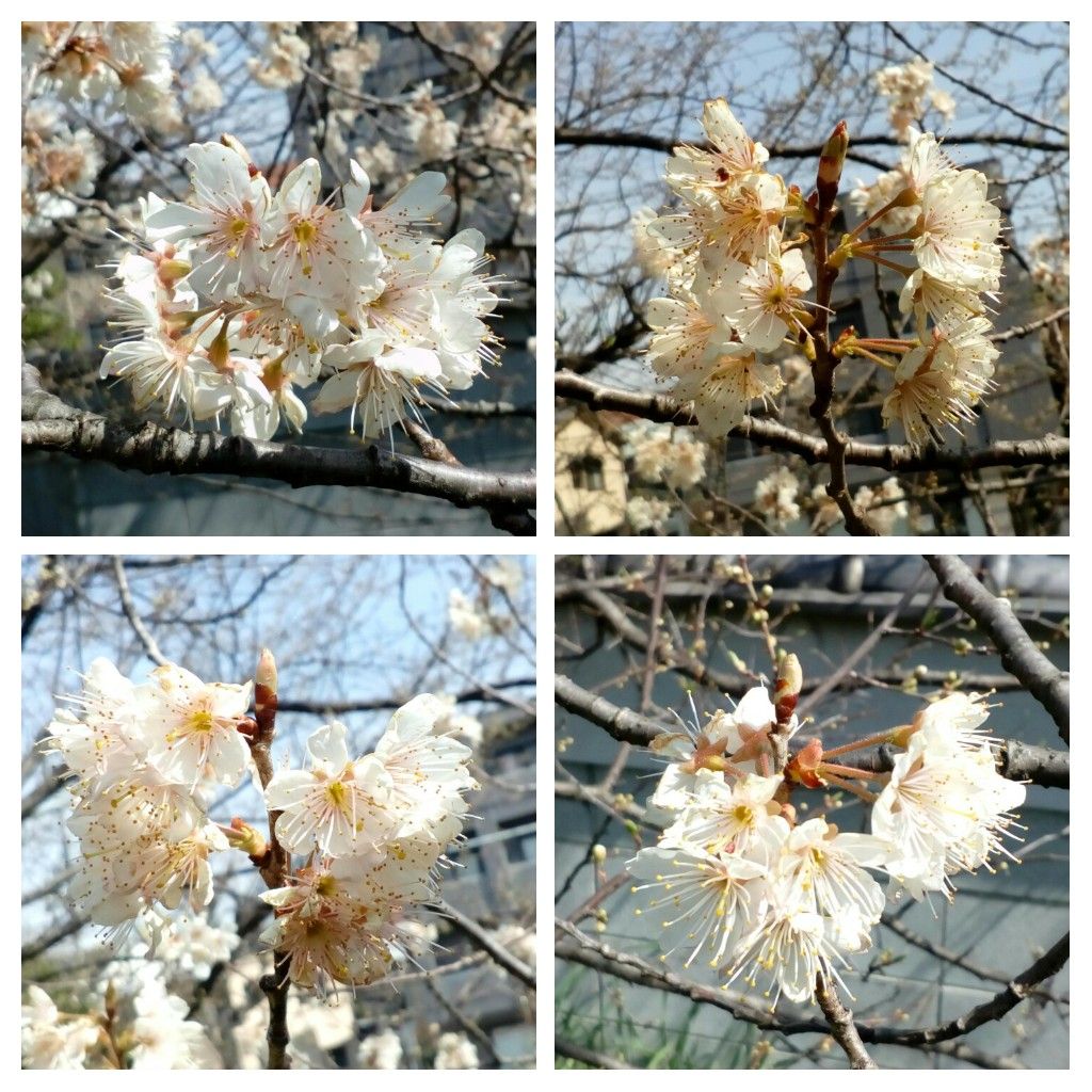 ウメ（花ウメ）の写真 by トム・マグノリア お寺の境内に咲いていた『白梅』😄  梅から