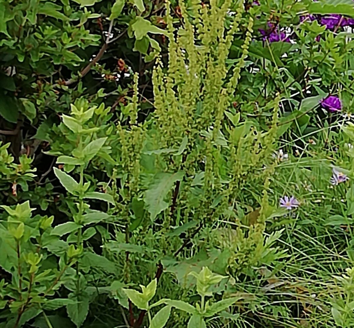 お出かけ先で見かけたギシギシ。でもその右奥に見えた紫の花が気になって・・・遠くか