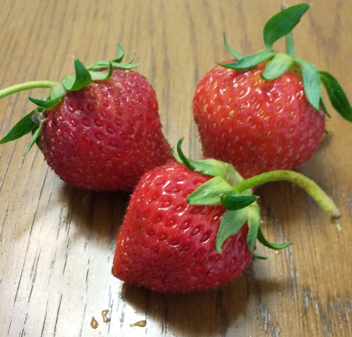 久しぶりに大きいイチゴです🍓 甘くて感動です😆