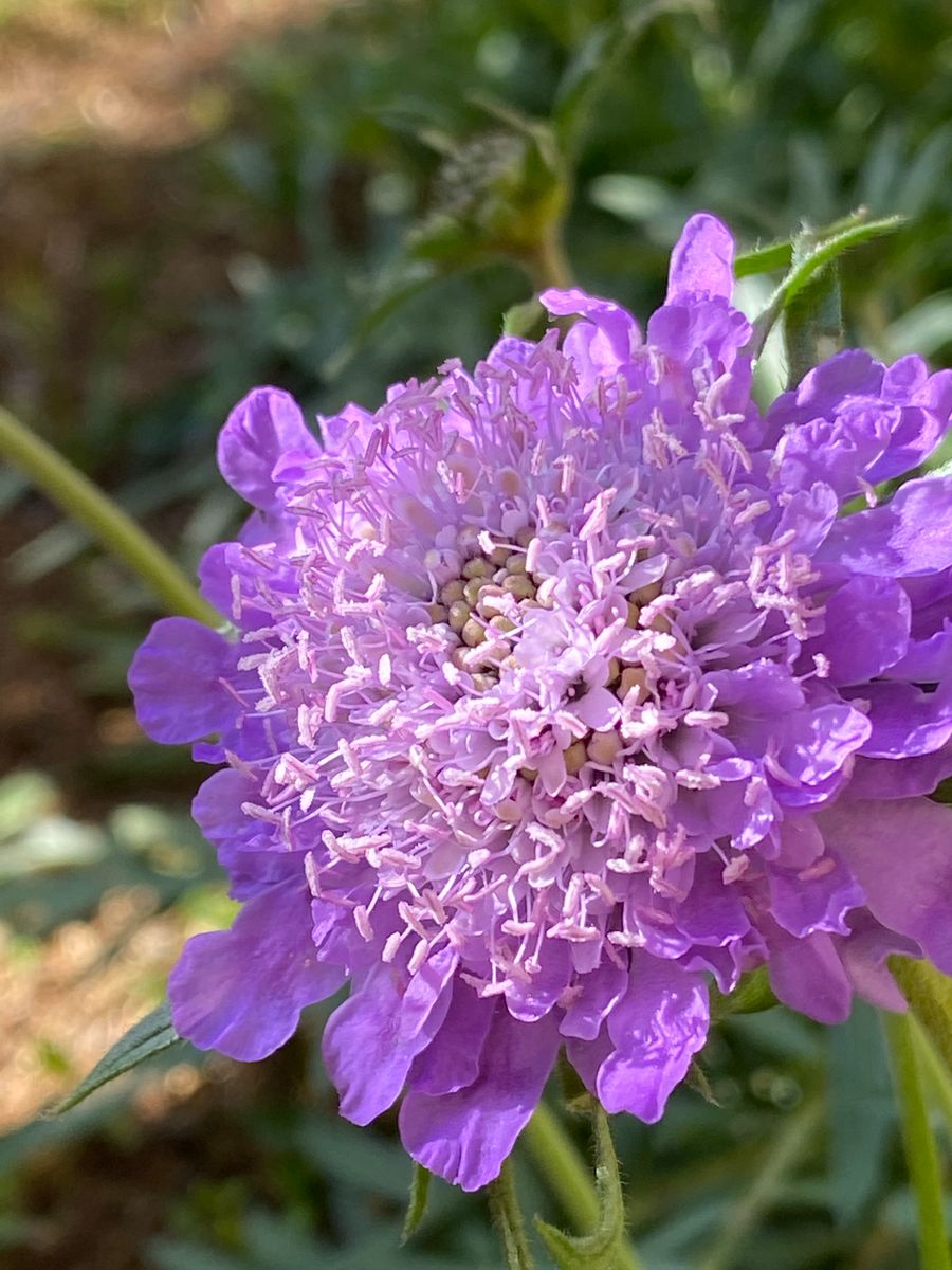 スカビオサが咲きました🌸 一列に並んだ５株の中でこの１輪だけ開花✨ 他はまだ緑色です