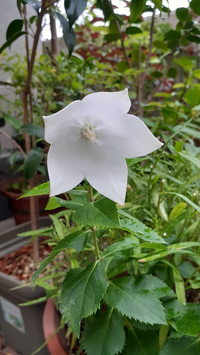 白い花の桔梗🍀 たった１輪の初花。  少し寂しげですが清々しい美しさは、日陰でなおい