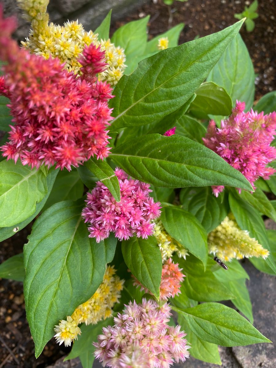 秋を感じるケイトウの花 まるで色見本…のよう ひとつひとつの花々 愛らしいなぁ…