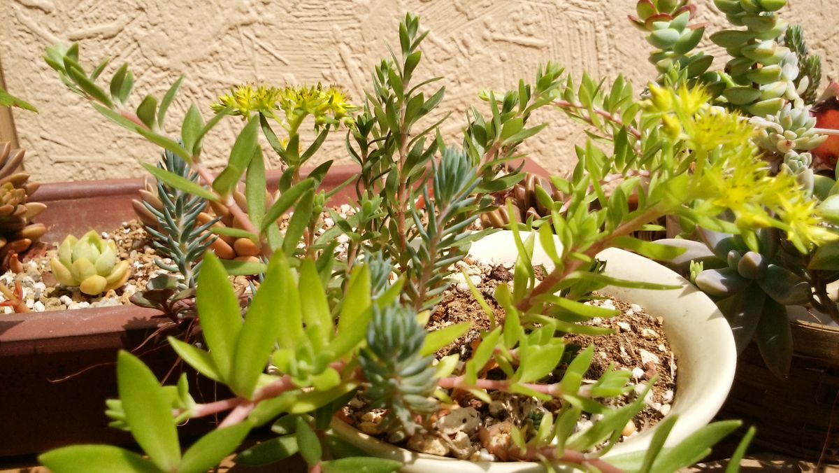 多肉植物の花