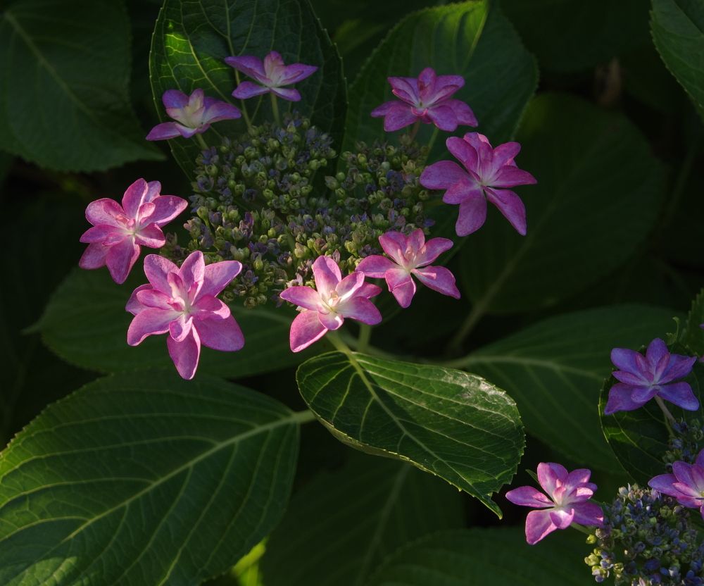 2020年6月9日撮影、紫陽花の'ダンスパーティー'だったかな？購入時は淡いピンクだった