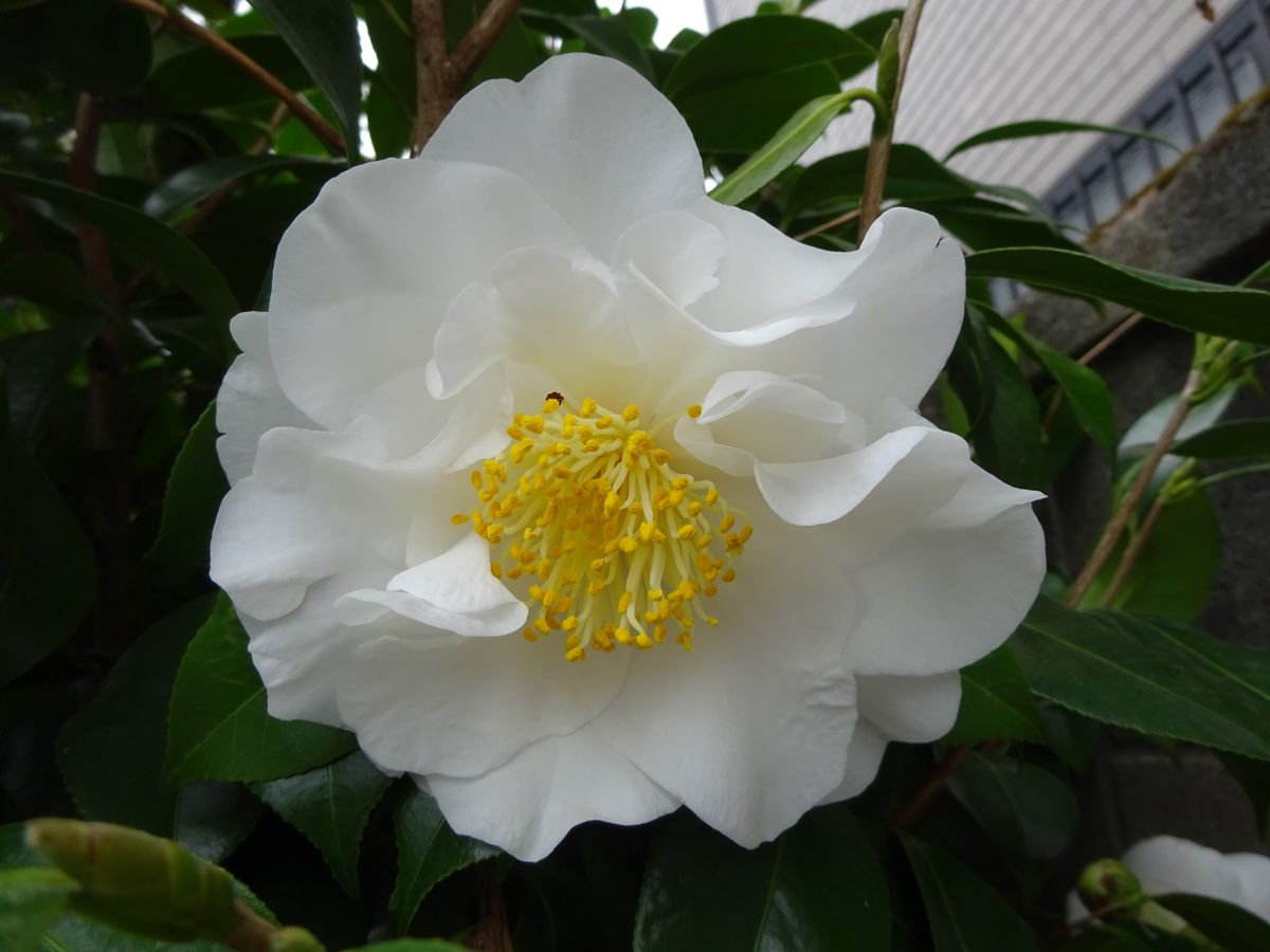 ツバキ その2. 地植えになっている椿です。毎年手のひらサイズの 大きな花を咲かせて