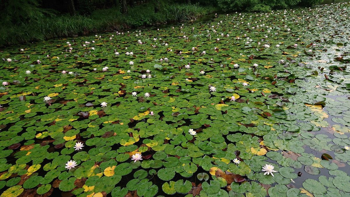 熱帯植物園の睡蓮は、見事です。 ジヴェルニーに、モネの庭を訪れた時を、彷彿とさせ