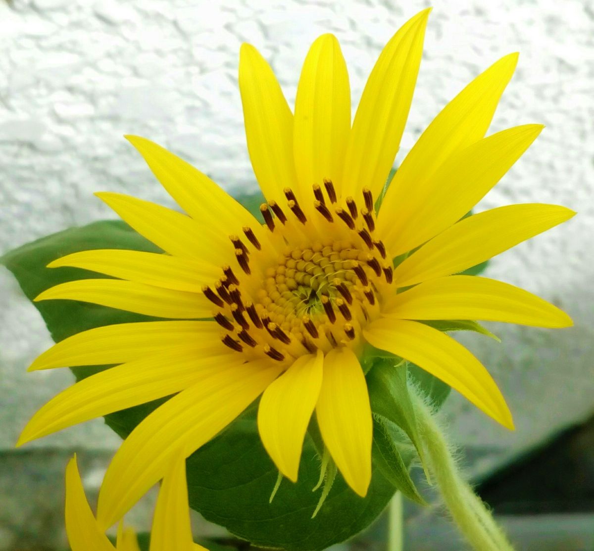 私のお気に入りです😘左側花壇より🌻８月３日、午後撮影  花からパワーを貰いましょう💪 