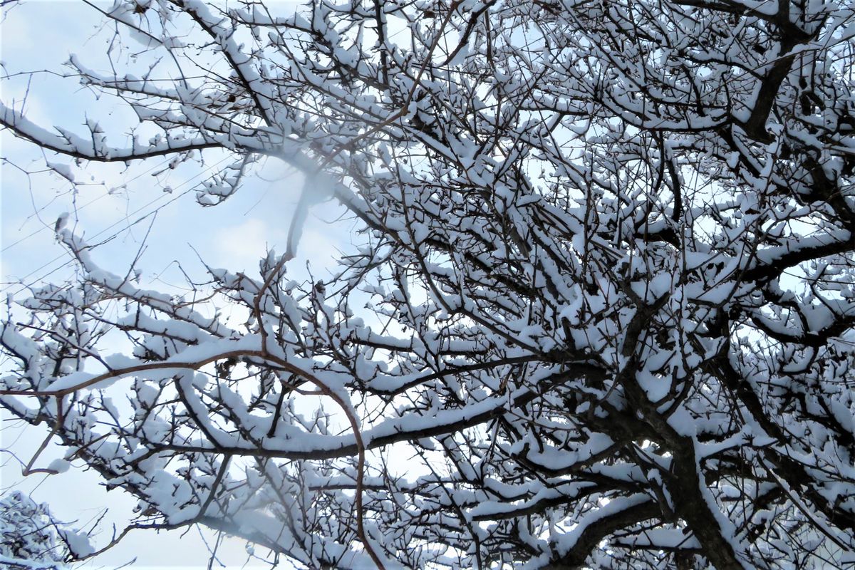 今朝の庭の雪景色「８」