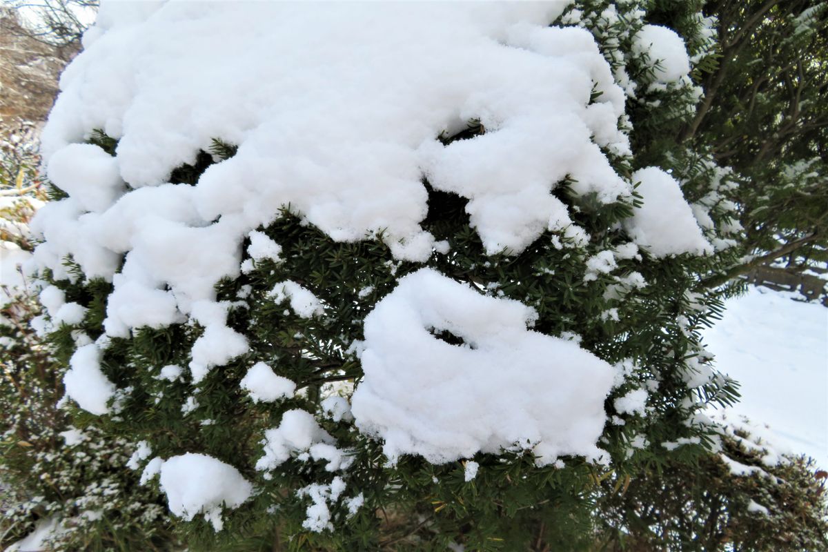 今日の庭の雪景色「７」 米栂（コメツガ）