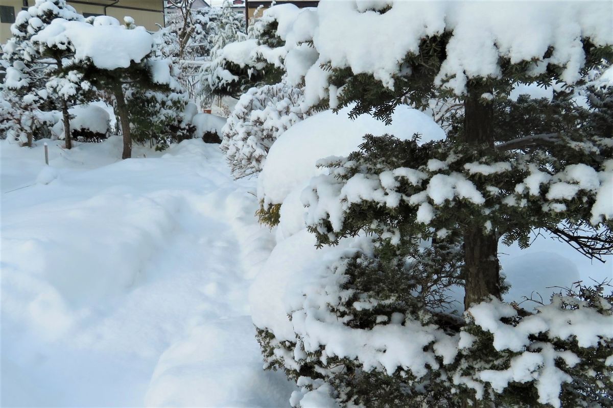 今朝の庭の雪景色「２」 米栂（コメツガ）ほか