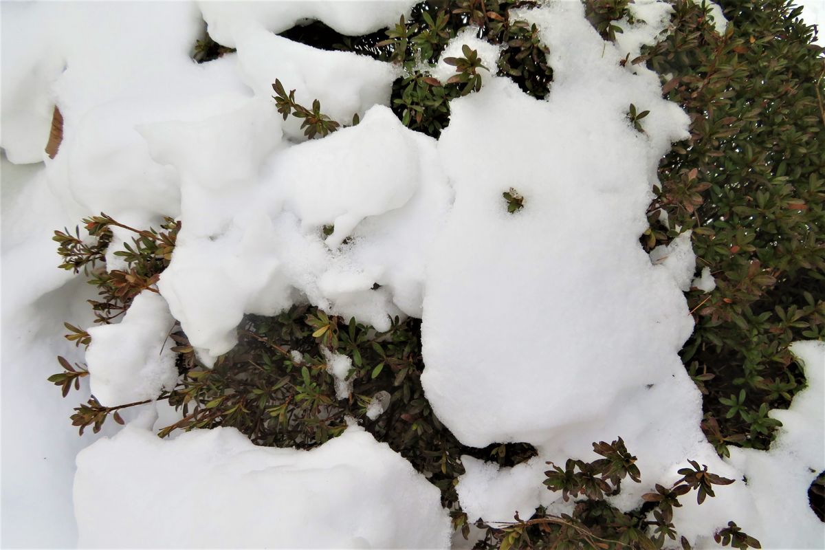 今日の雪景色「７」 最低気温－３.５℃でした。