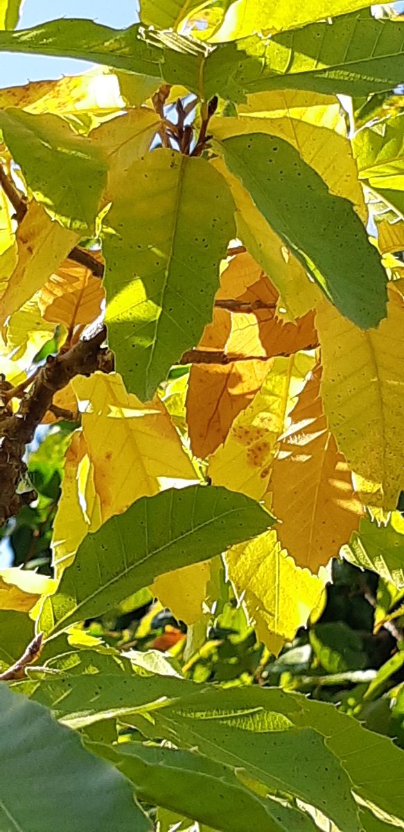 クヌギの紅葉②  太陽光にすかすと奇麗に