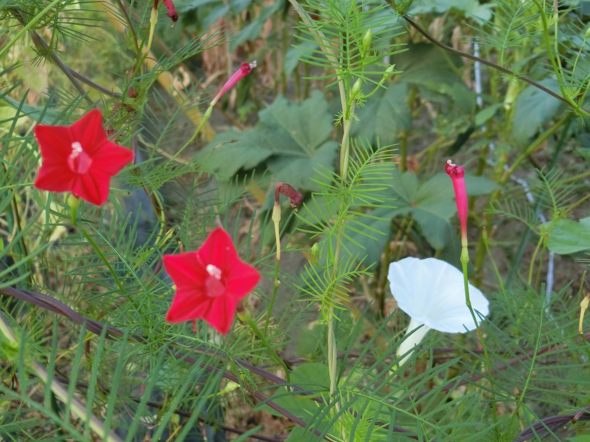 ルコウソウ 地植えにすると大暴れしますが涼し気で私は大好き。  鉢植えにすれば大人