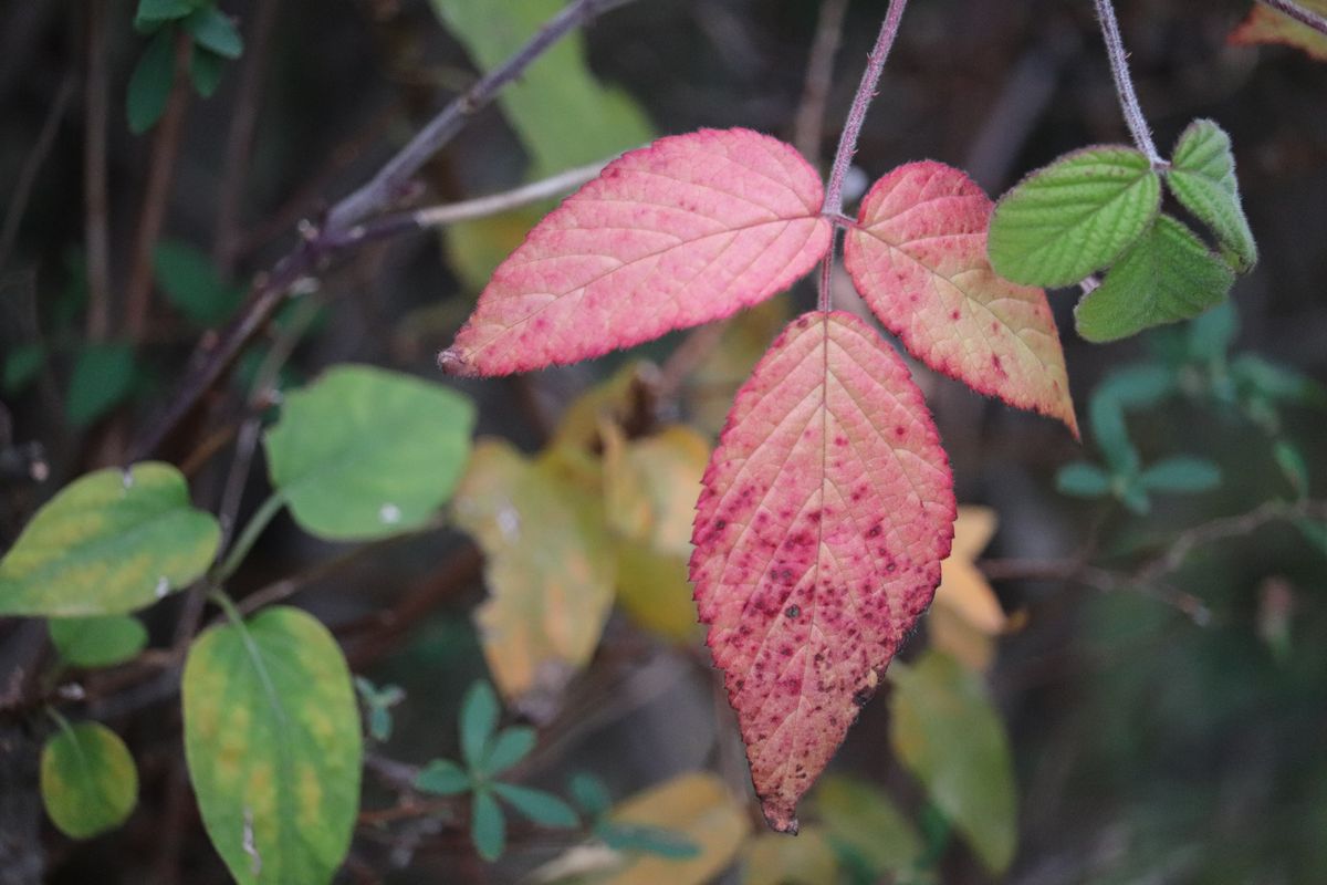 12月4日(金)畑の様子 野いちご紅葉